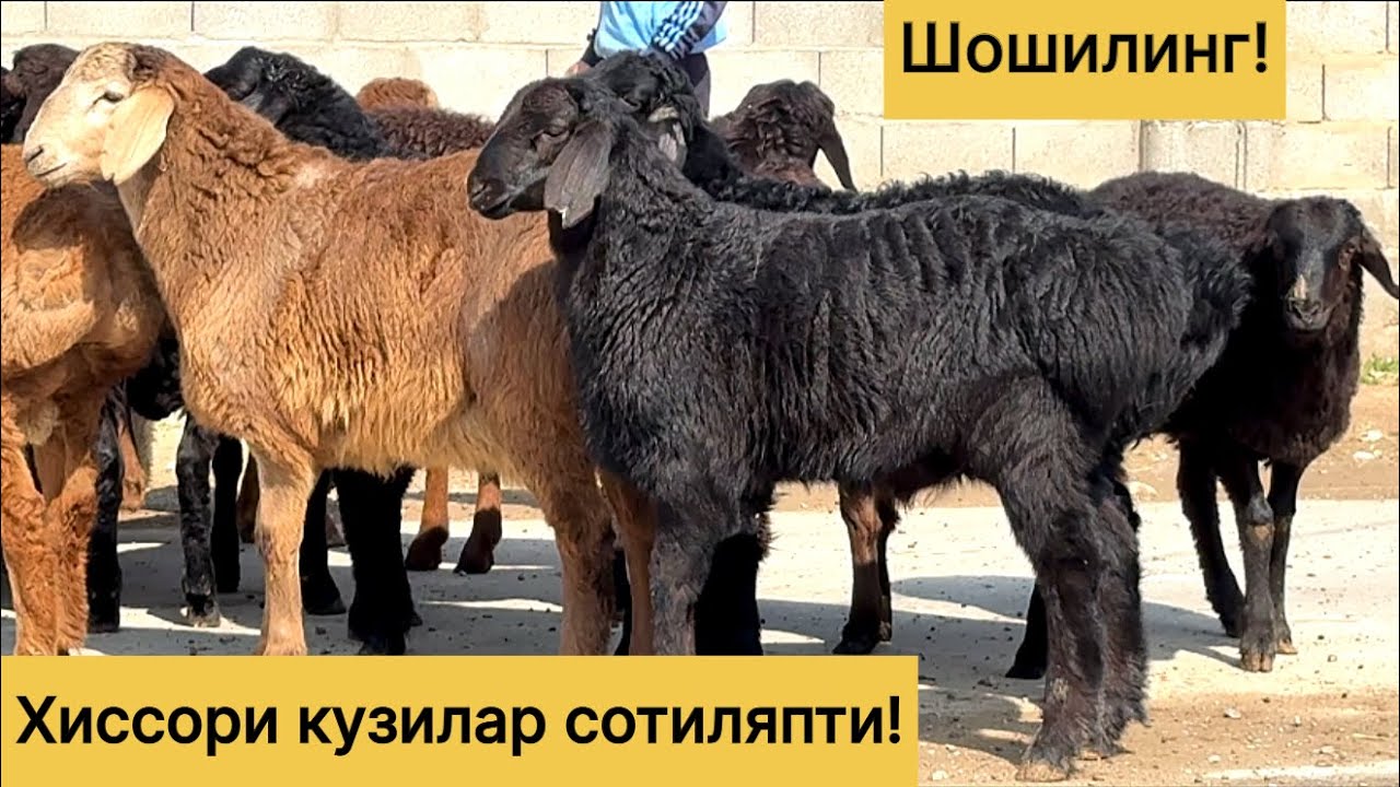 Хиссори кузилар! 996969200☎️ 883764141☎️