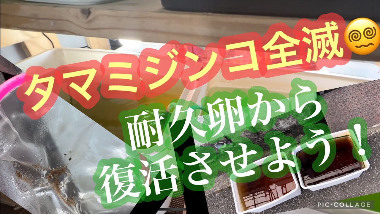 タマミジンコ全滅😵‍💫耐久卵から、復活させよう！