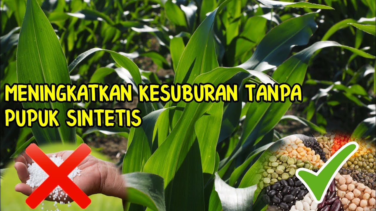 meningkatkan kesuburan dalam budidaya pertanian tanpa pupuk kimia