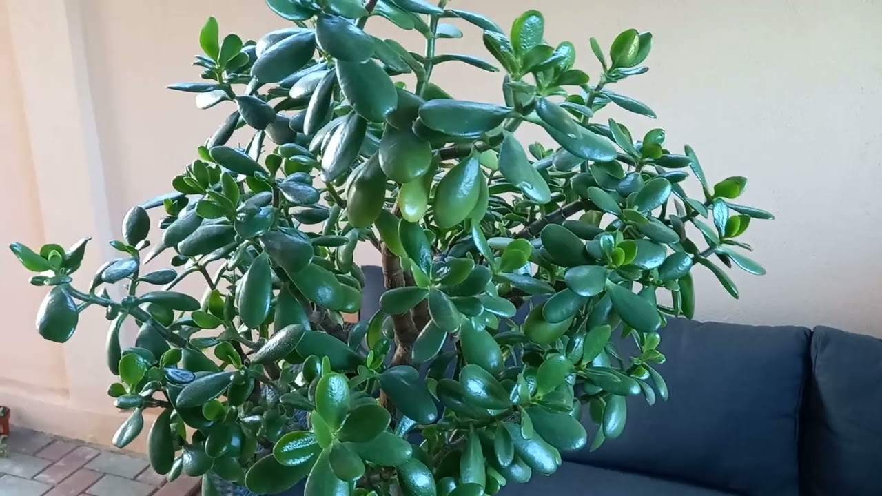 Copacul Banului cu beneficiile sale si înmulțirea lui (trebuie sa îl ai)