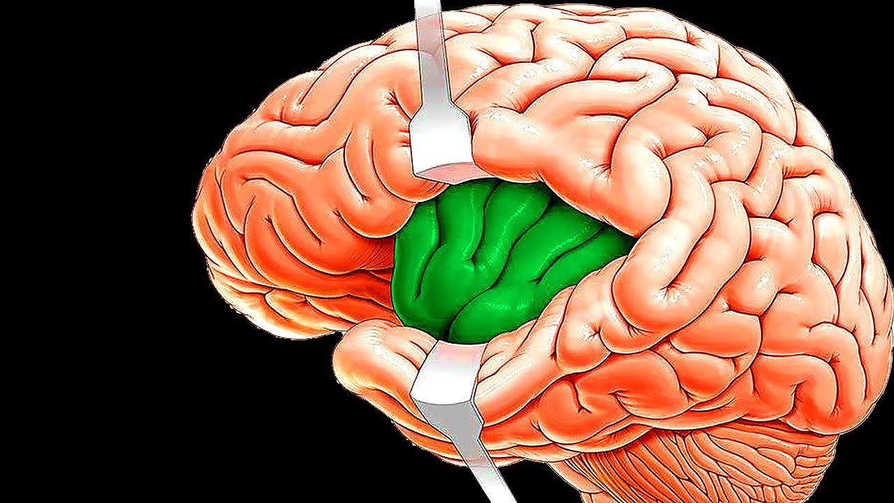 8 Amazing Facts About The Human Brain