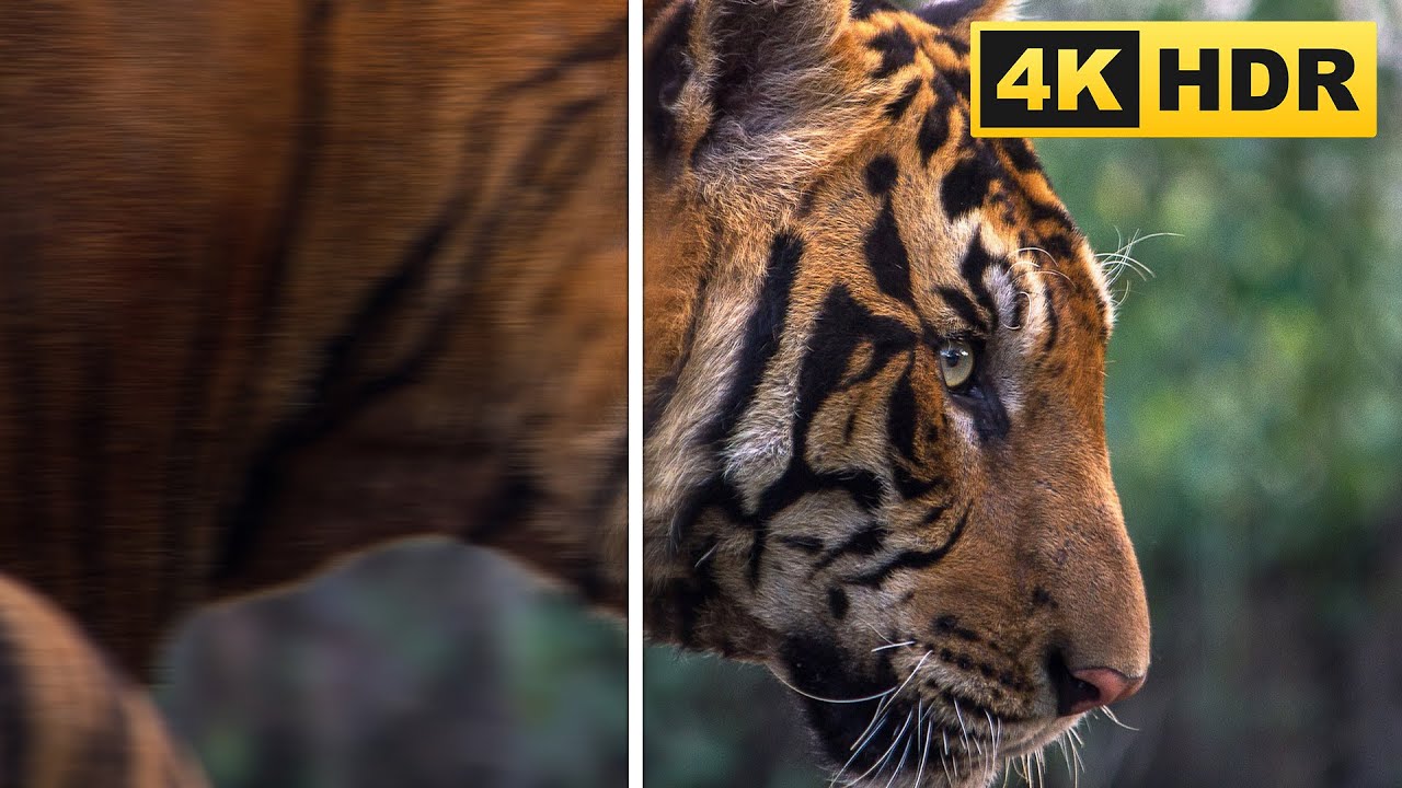 Videoqualit&auml;t verbessern mit KI - Alte Videos retten auf 4K Aufl&ouml;sung erh&ouml;hen [4DDiG Video Enhancer]
