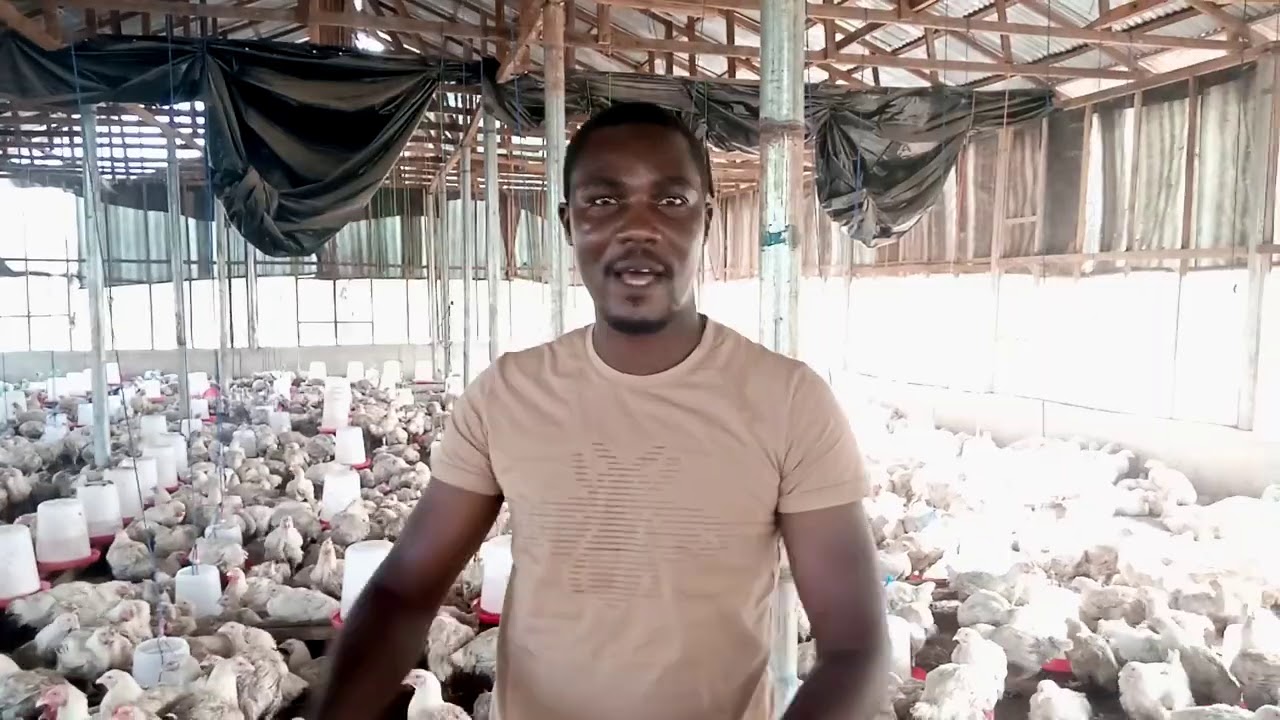 Broilers Ready for Sales within 8 Weeks of Production (3.5kg to 4kg average Weight)