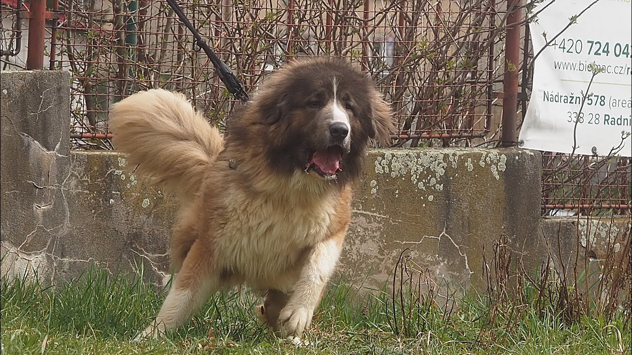 Training (Lištička K9 CCOC Training and Psí škola Buck)