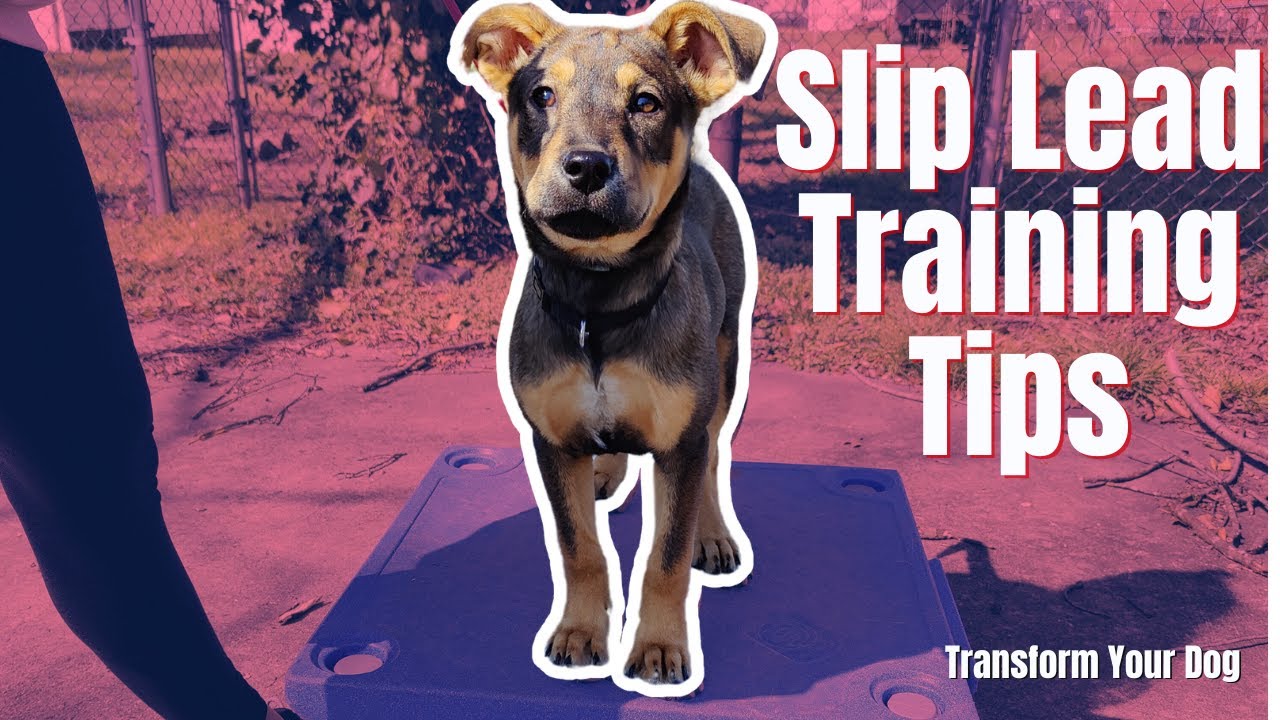 The Ultimate Guide to Slip Leads for Dog Walking