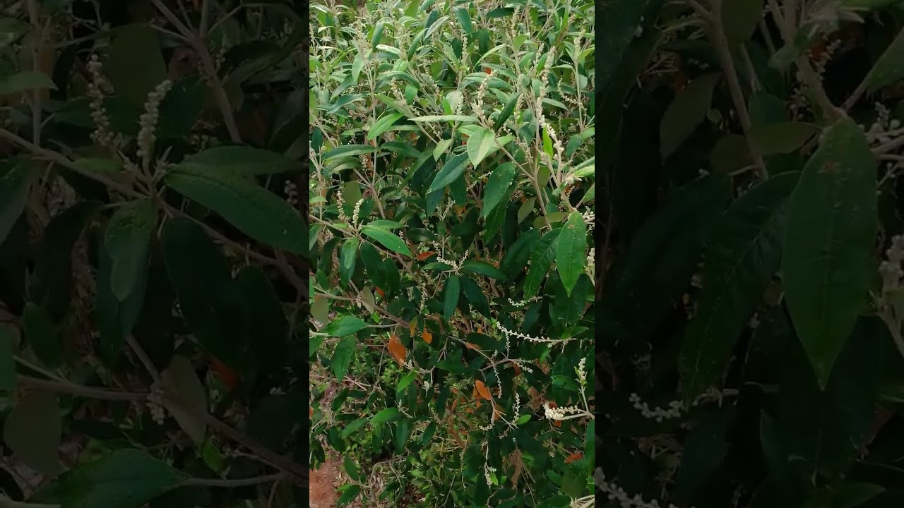 EYONU ASINA 🌿 TI AWON AGBA FITARI ORE SODOWA 🌿
