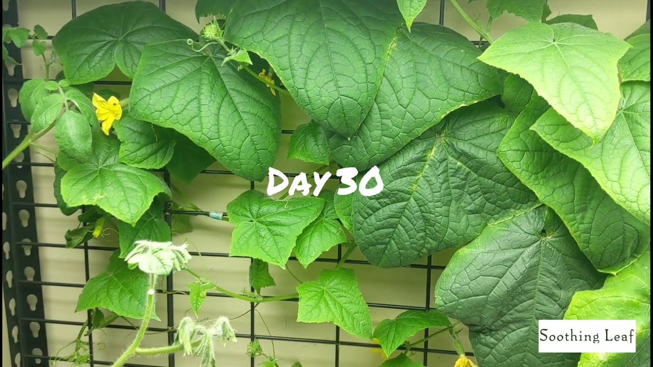 How To Grow Hydroponic Cucumbers Indoors | DWC Day 30