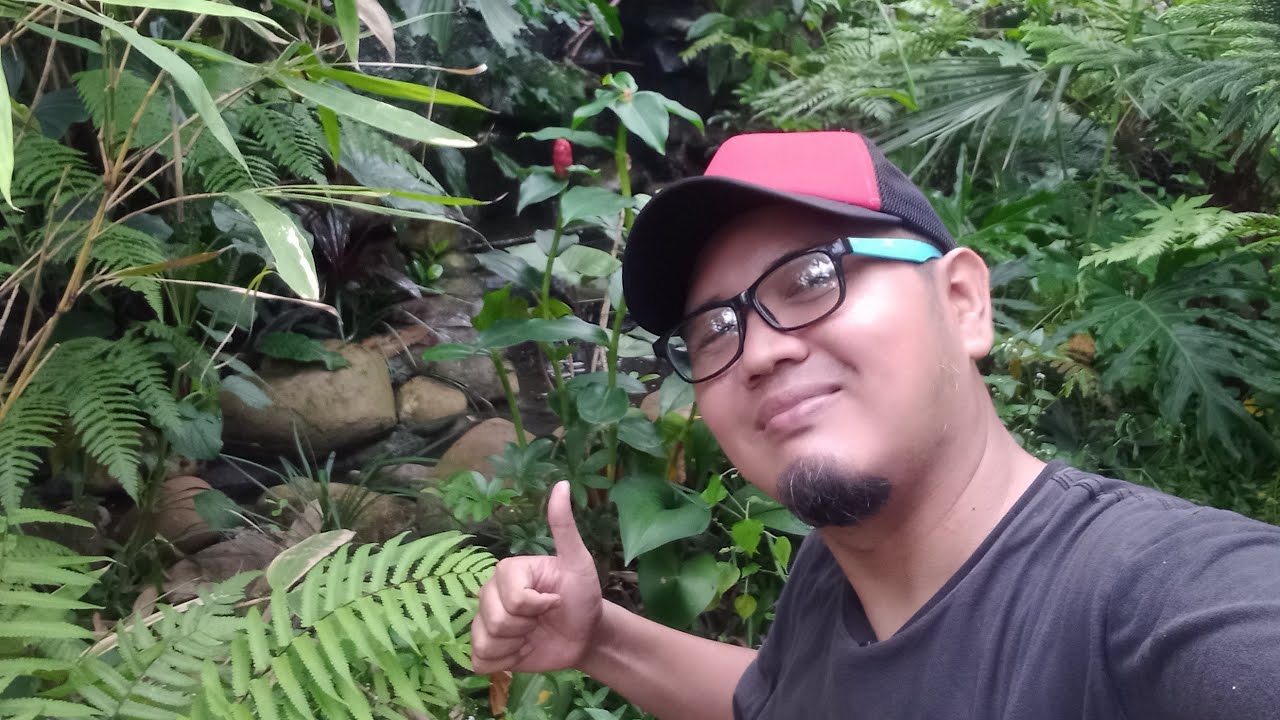 LIVE DARI AVIARY