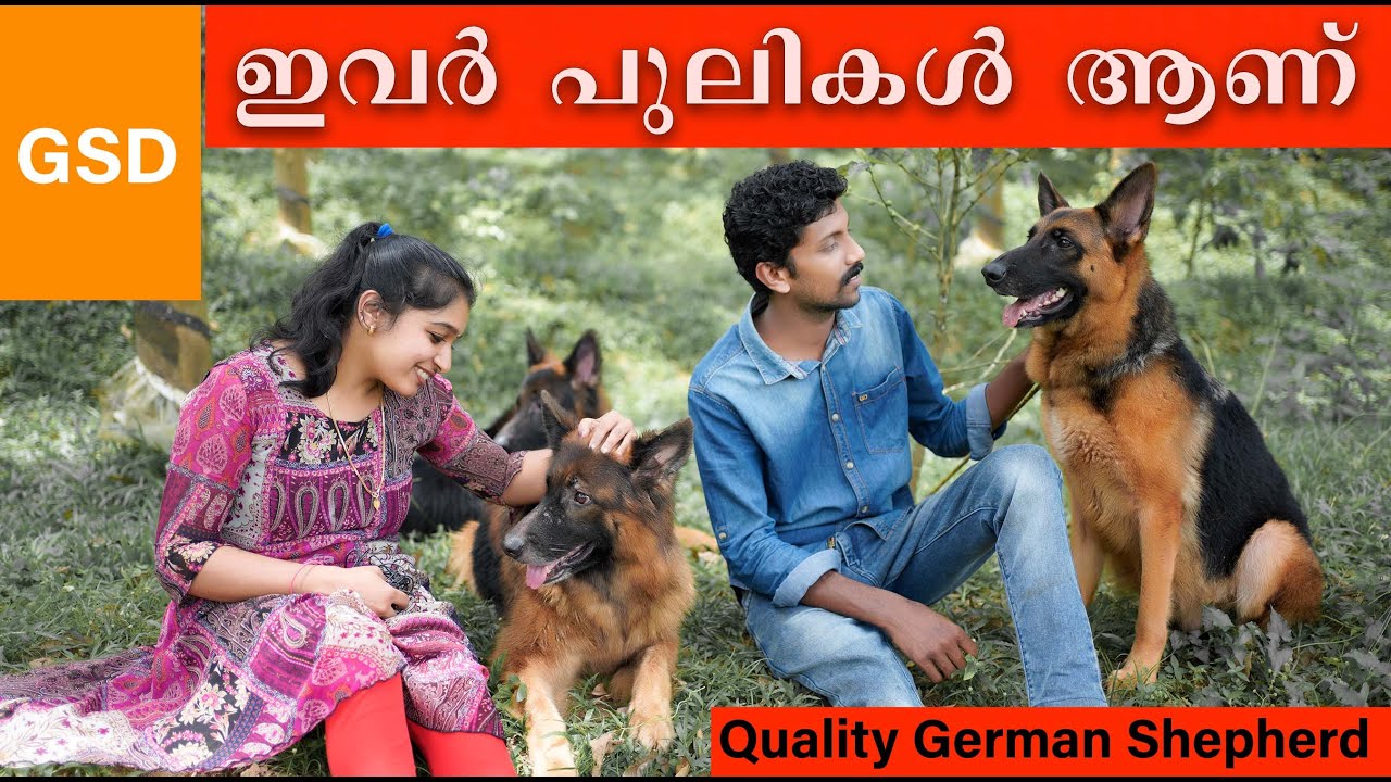 GERMAN SHEPHERD DOG - MALAYALAM / ജർമൻ ഷെപ്പേർഡ് ഡോഗ് വാങ്ങുന്നവർ അറിയാൻ   /  BEAUTY VILLAGE