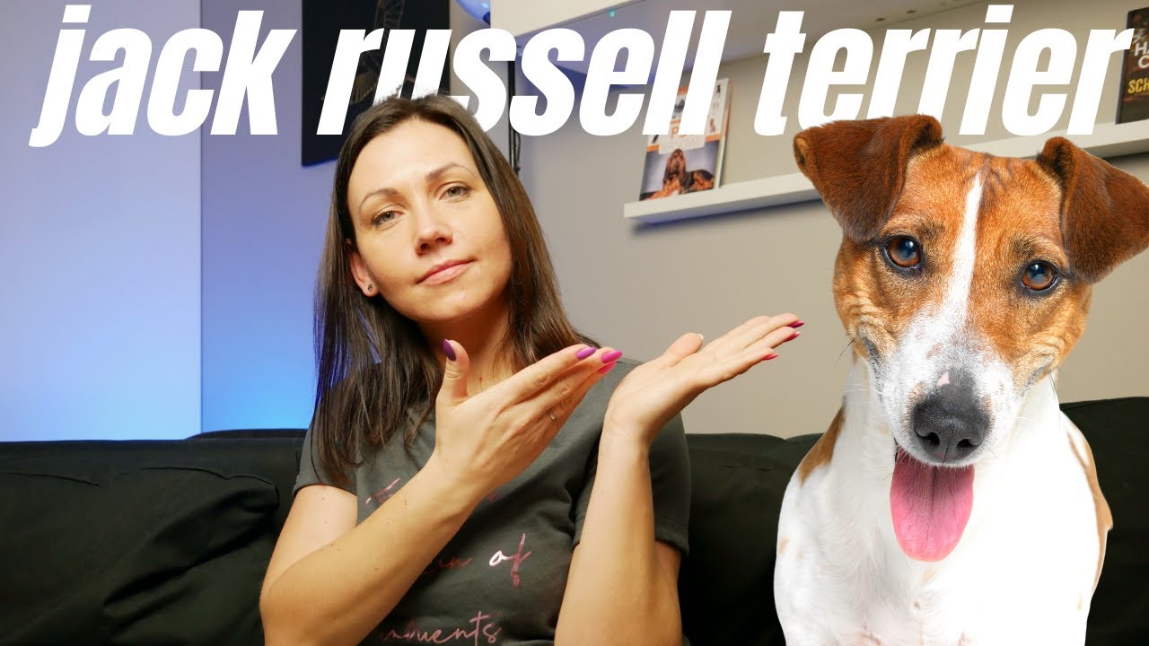 Jack Russell Terrier, czyli pies z Maski | Rasy Ps&oacute;w odc. 2