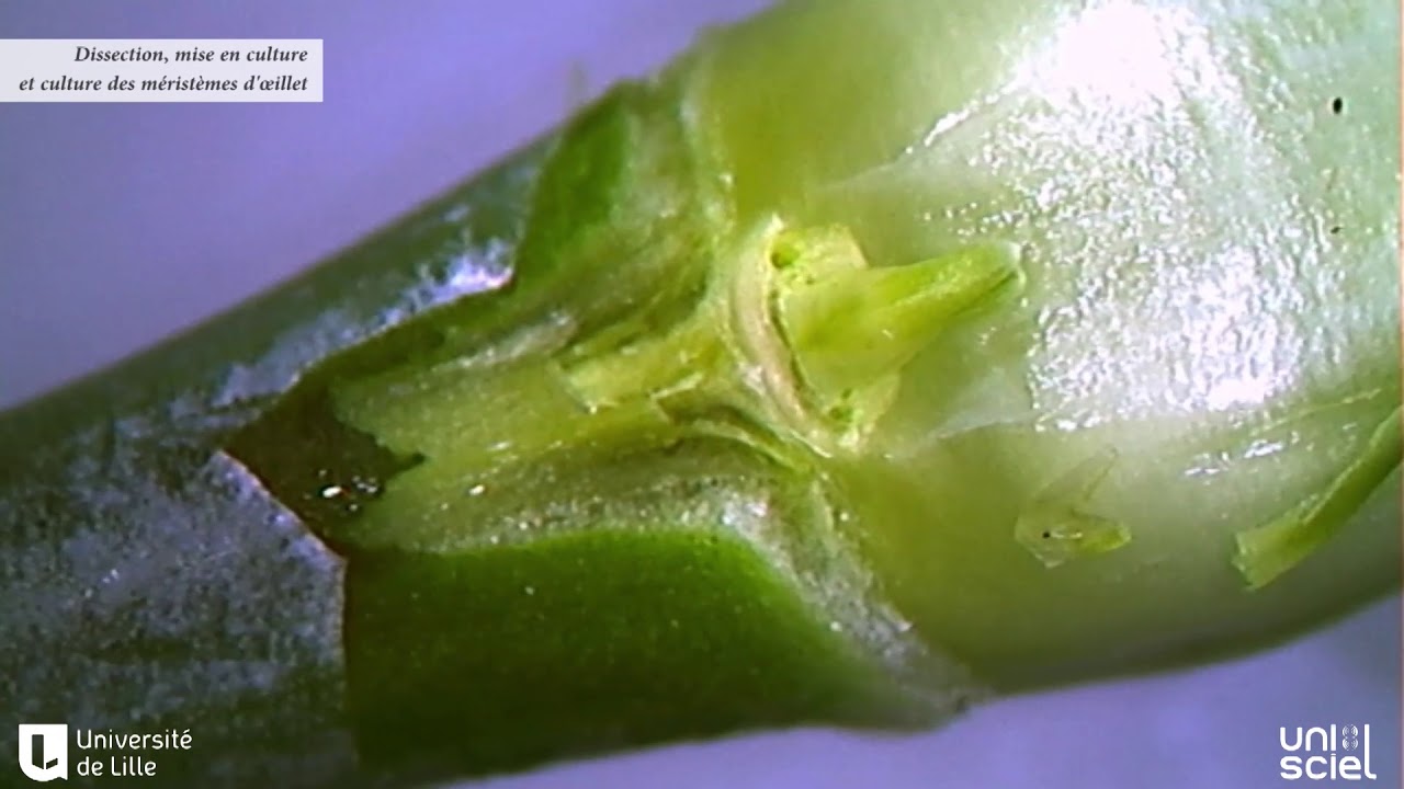 La guerison des plantes par la culture de meristemes