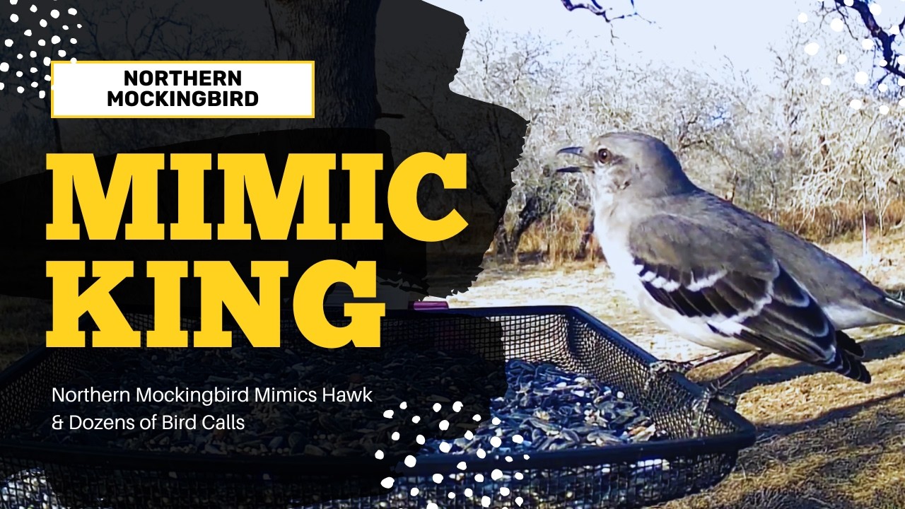Northern Mockingbird Mimics Hawk & Dozens of Bird Calls