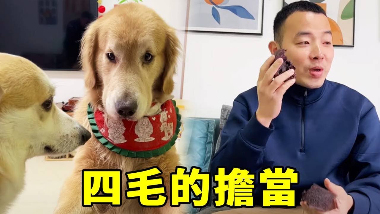 四毛真的太懂事了，越來越有一個當哥哥的樣子了，面對冰棍的錯誤四毛不僅獨自承擔責任還能輕鬆化解！【起错名的四毛】
