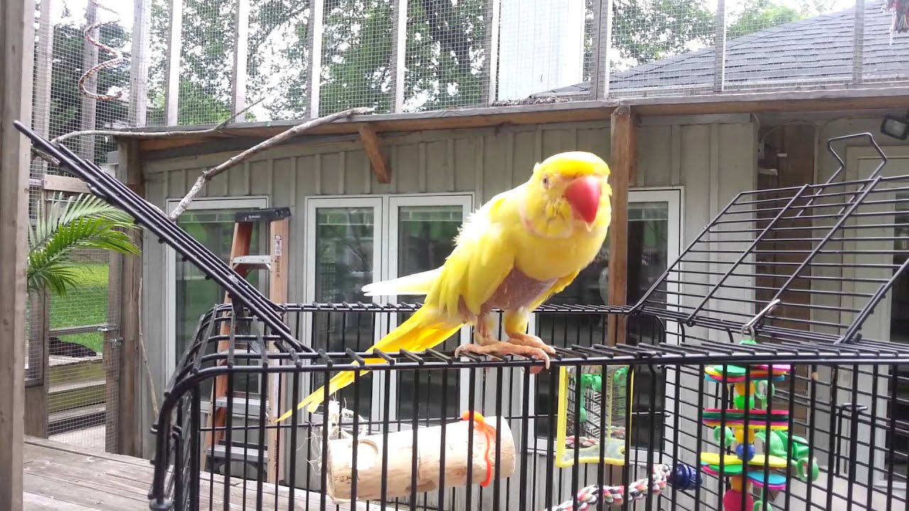 Britches! You landed on the phone!