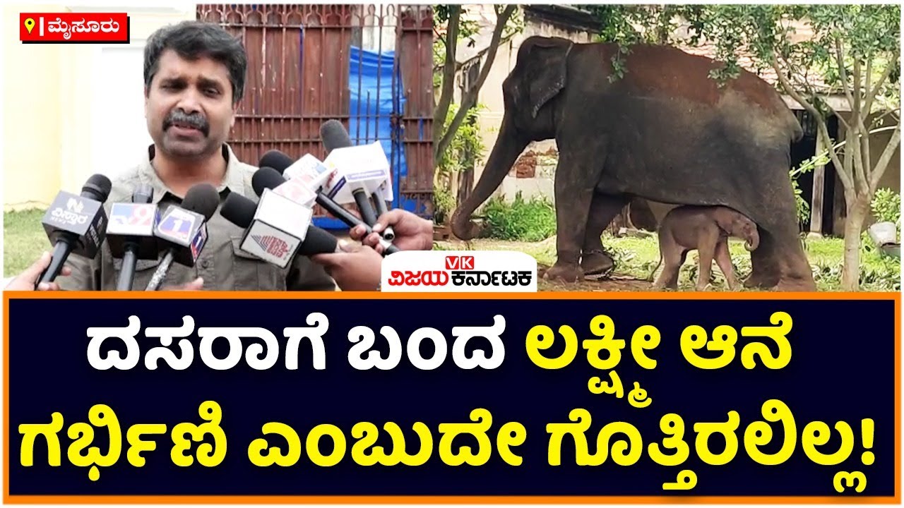 Dasara Elephant Lakshmi Pregnant Confirms DCF Karikalan  | Vijay Karnataka