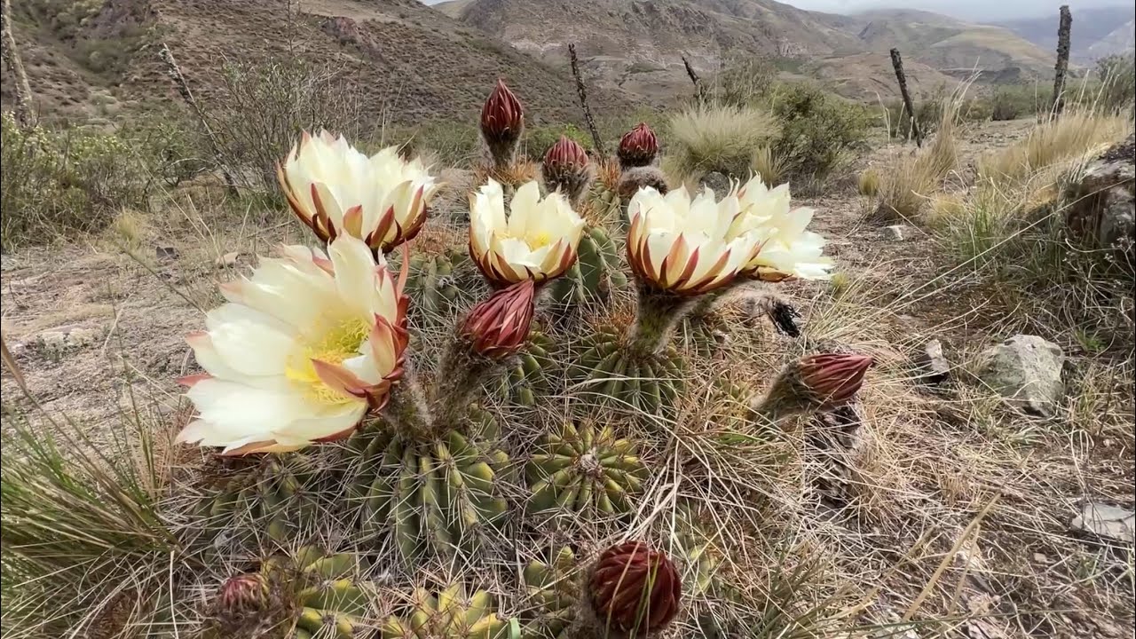 Cactaceas del Pastizal Alto Andino, Trichocereus, Aylostera, Ayrampoa, Tephrocactus en hábitat