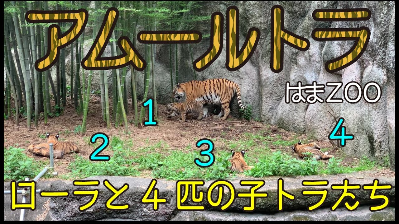 アムールトラのローラと4匹のわんぱく赤ちゃん★はまＺＯＯ★浜松市動物園