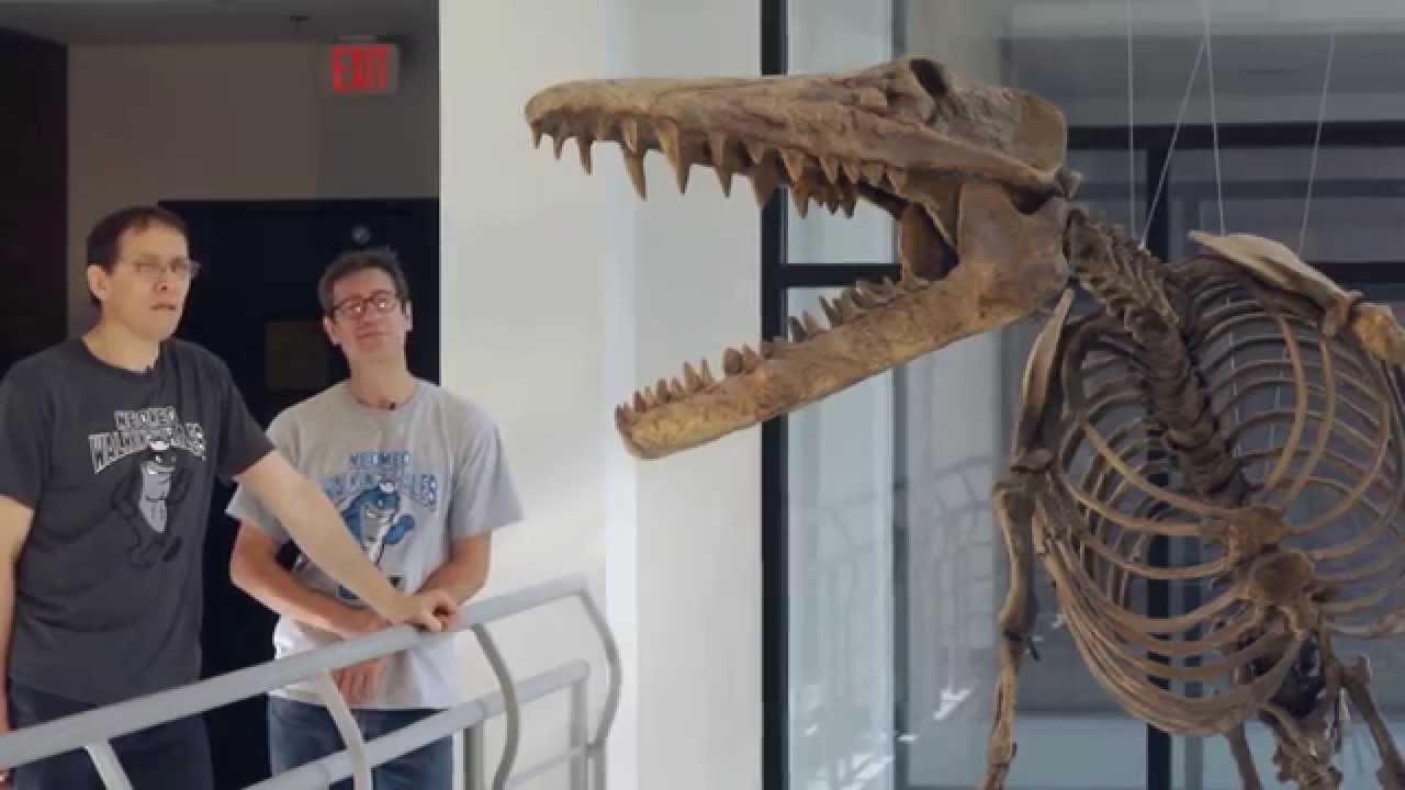 Dr. Hans Thewissen introduces the walking whale Ambulocetus natans