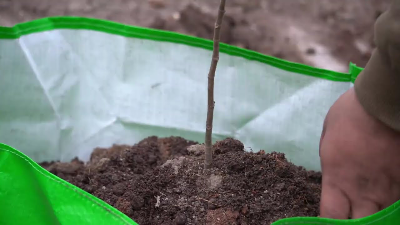 plant a sapling video samples from sony alpha a6600