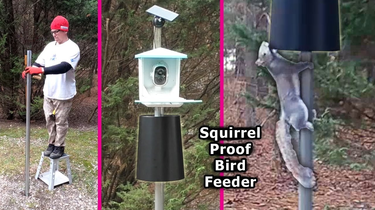 Squirrel Proof Bird Feeder Pole Design with Baffle #birds #squirrel