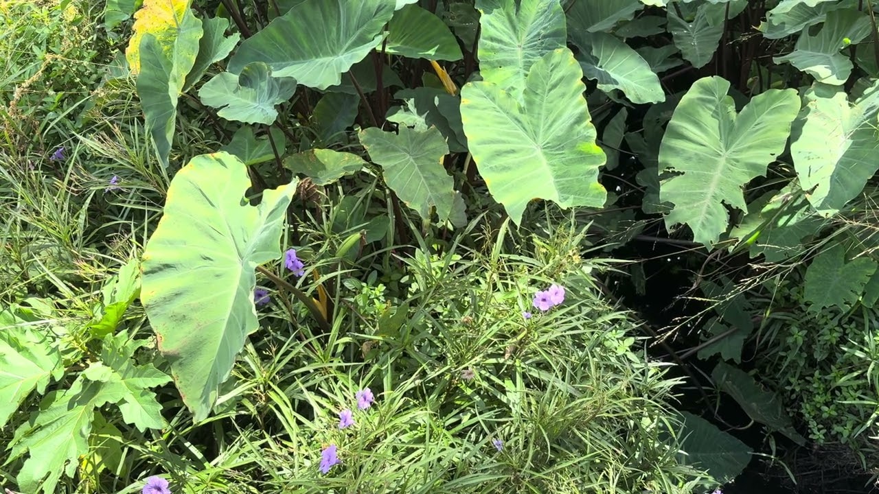 Mexican Petunia 01