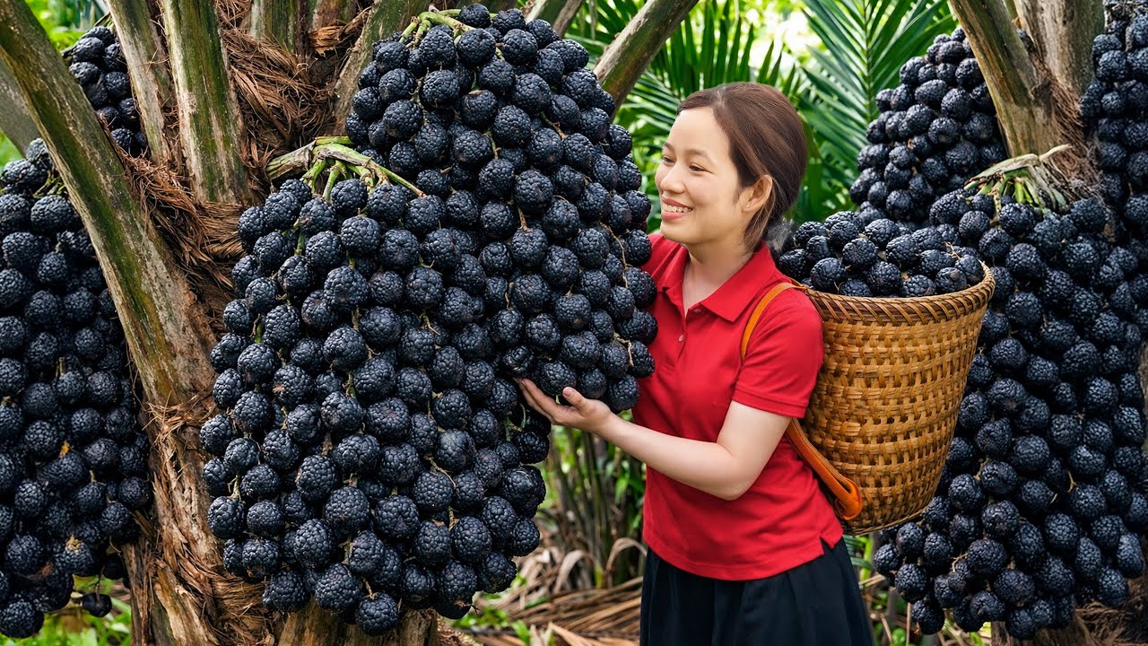 Harvest Hybrid Palm Fruit Cluster | How This Precious Fruit Sells Out Fast at the Traditional Market