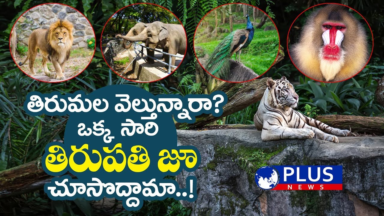 Beauty of Tirupati Zoo Special Story | PLUS News