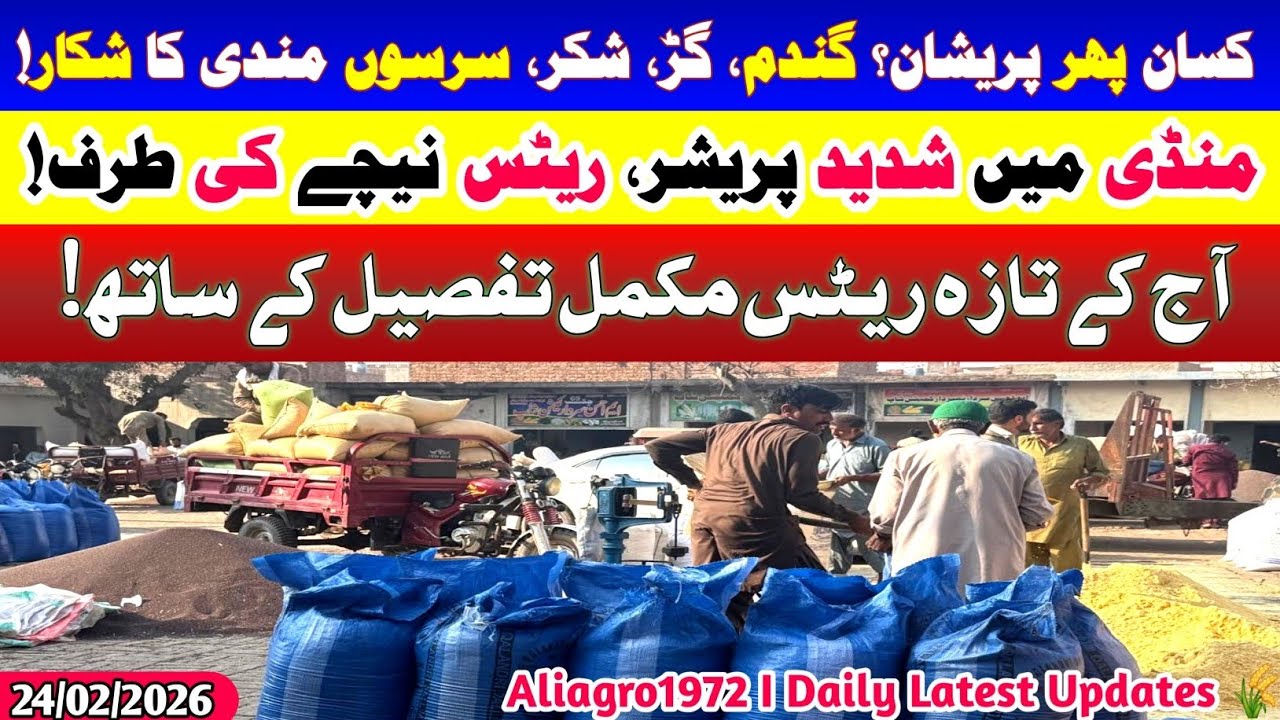 Kisan Phir Pareshan? | Gur Shakkar Mein Shadeed Pressure | Wheat Sarson Rates Today 24-02-2026