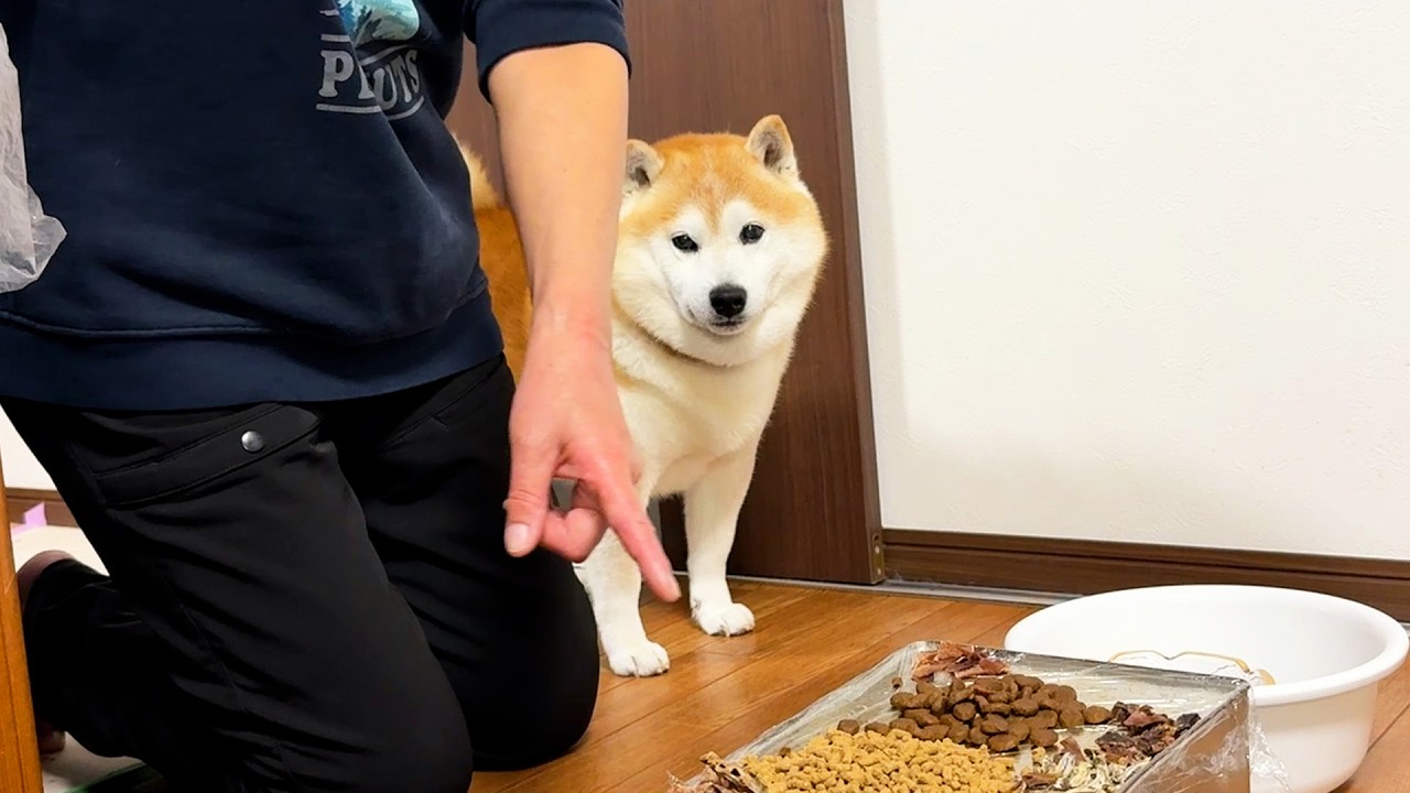 「牛の肺」をごはん台に乗せられるも、目がきゅるきゅるするだけでちっとも狼の血が覚醒しない柴犬