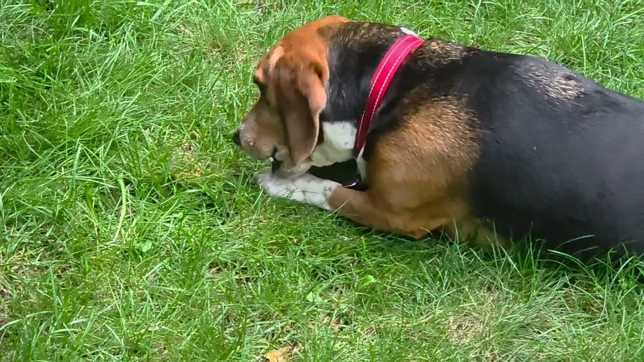 OLLIE and his donut. 🍩