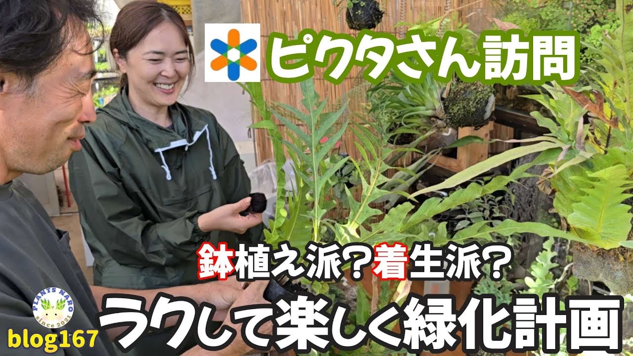 【多様性✨】脱‼着生❗❓板付けにこだわらない緑化計画🌱🌱