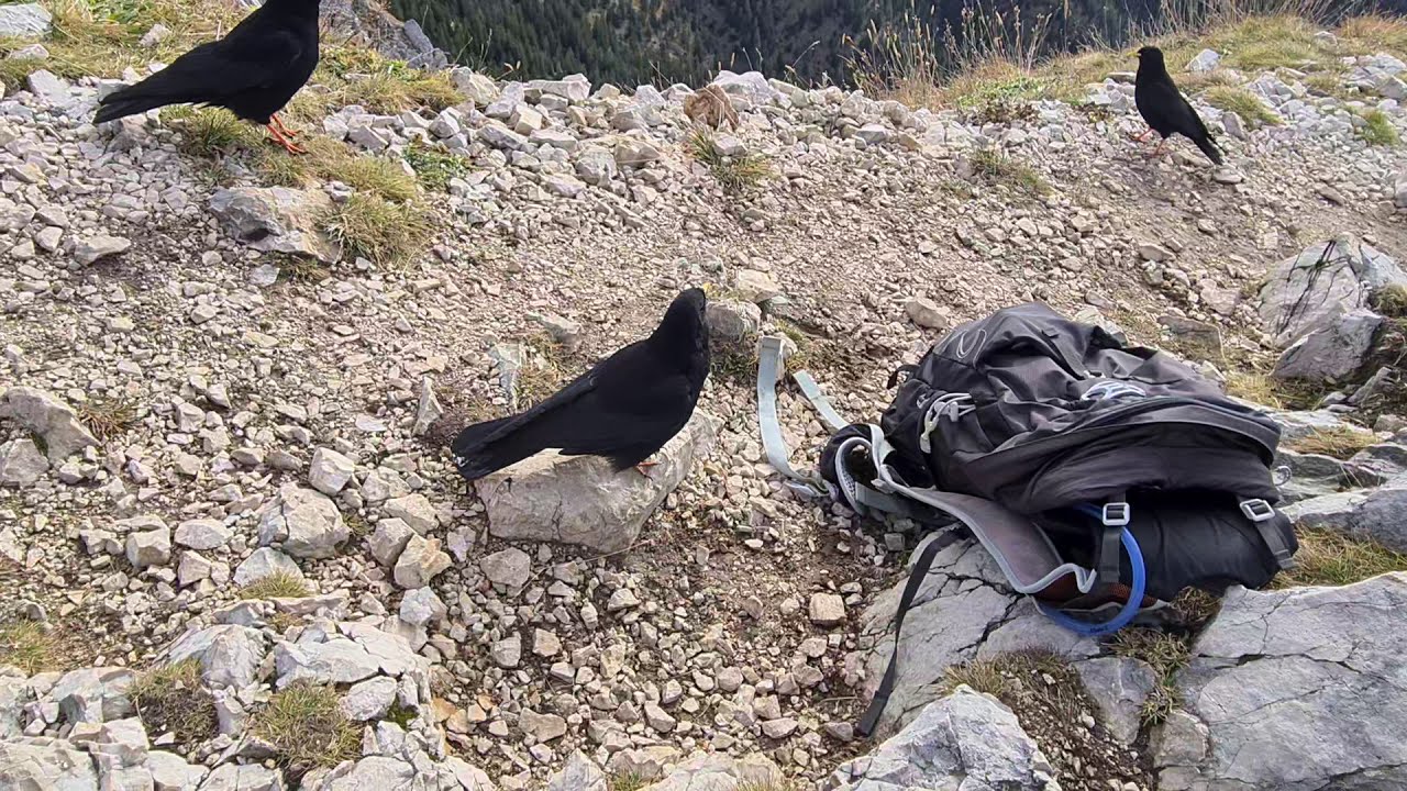 Alpendohle f&uuml;ttern