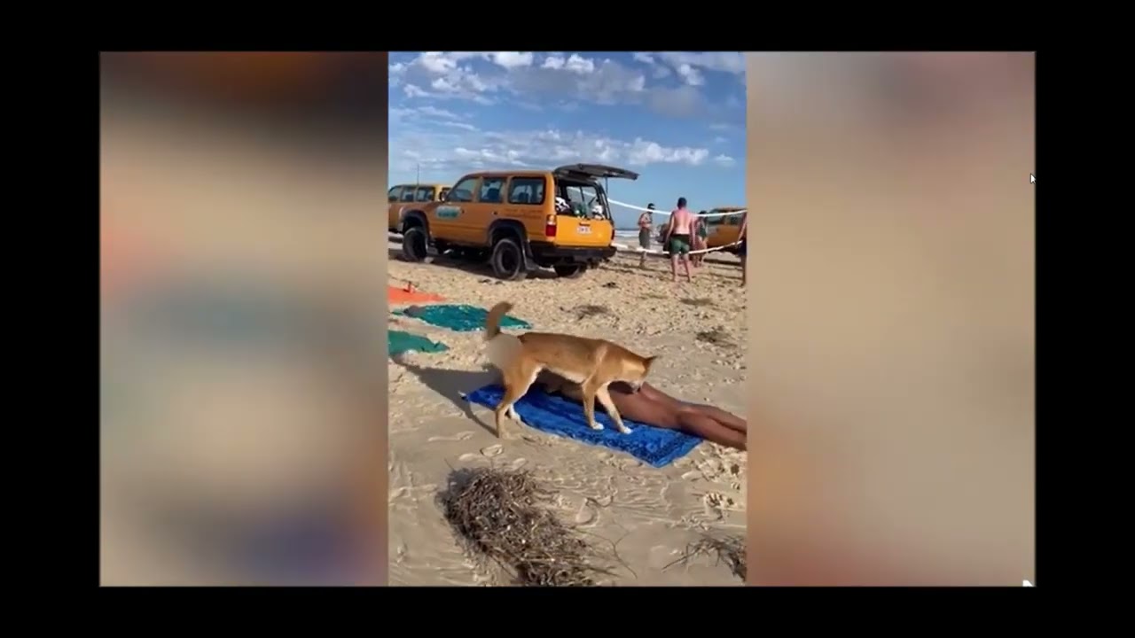 French Tourist Dingo Attack