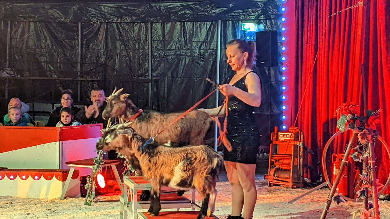 Circus Florida - Familienzirkus mit Clown und exotischen Tieren