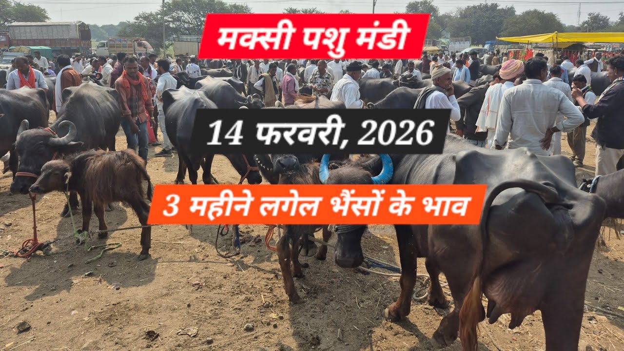 #मक्सी पशु मण्डी लगेल बाखड़ी #मुर्रा भैंस 4 महीने की लगेल 4 ली दूध। टाइम का #trendingvideo #viral 