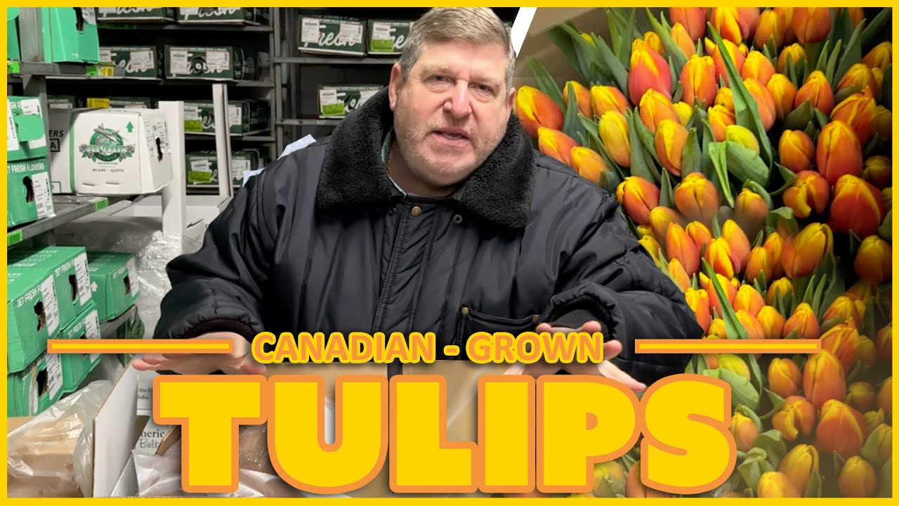 JFTV: Canadian-Grown, Fresh-Cut Tulips Cooler Unboxing with Mike