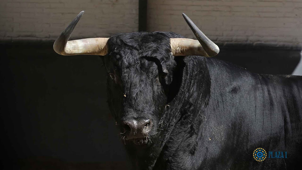 SORTEO | Corrida toros 28 mayo, Luis Algarra