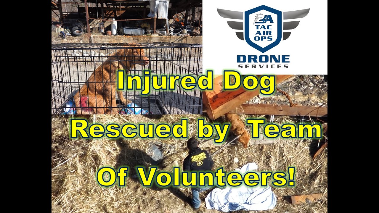 Dog injured in rollover rescued by Team of Volunteers after almost 3 weeks! FAA Part 107 Drone
