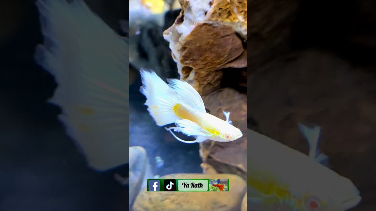 beautiful white platinum guppy #fish #aquarium