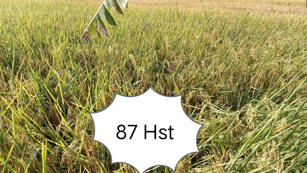 Padi hibrida intani 602 di usia senja