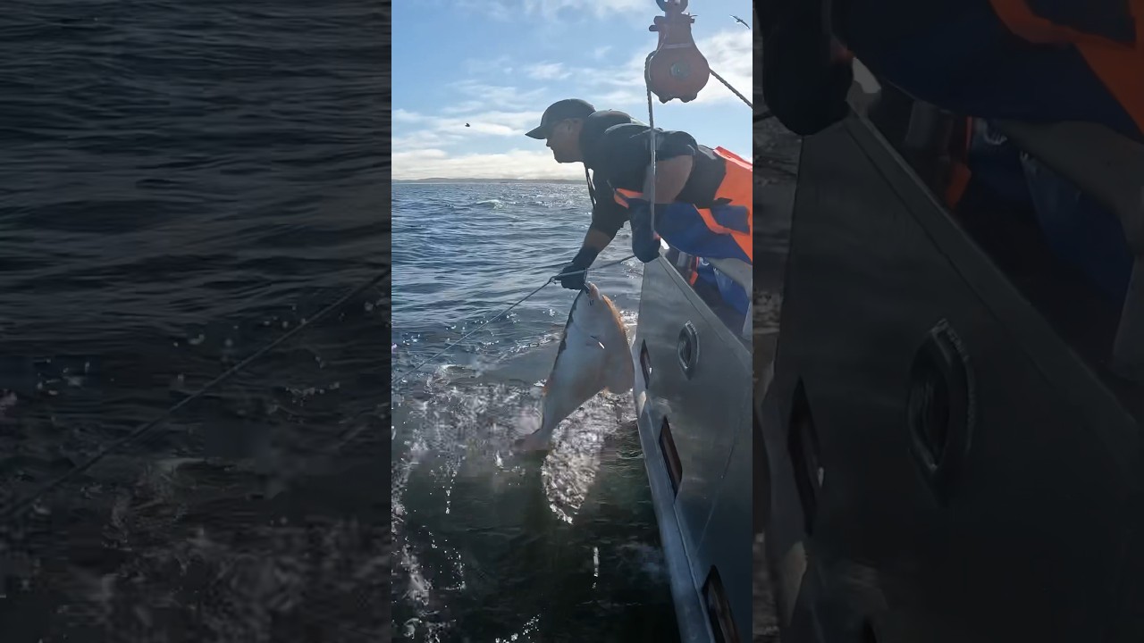 Halibut Fishing w/ SNAP GEAR #commercialfishing #oceanfishing #gr&uuml;nden #halibut #halibutfishing