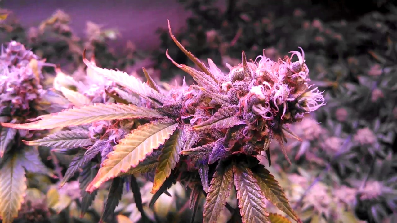 Day 60 Cheese under the Perfect Sun Goliath