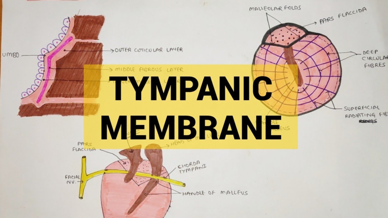 Tympanic Membrane | External Ear - 2