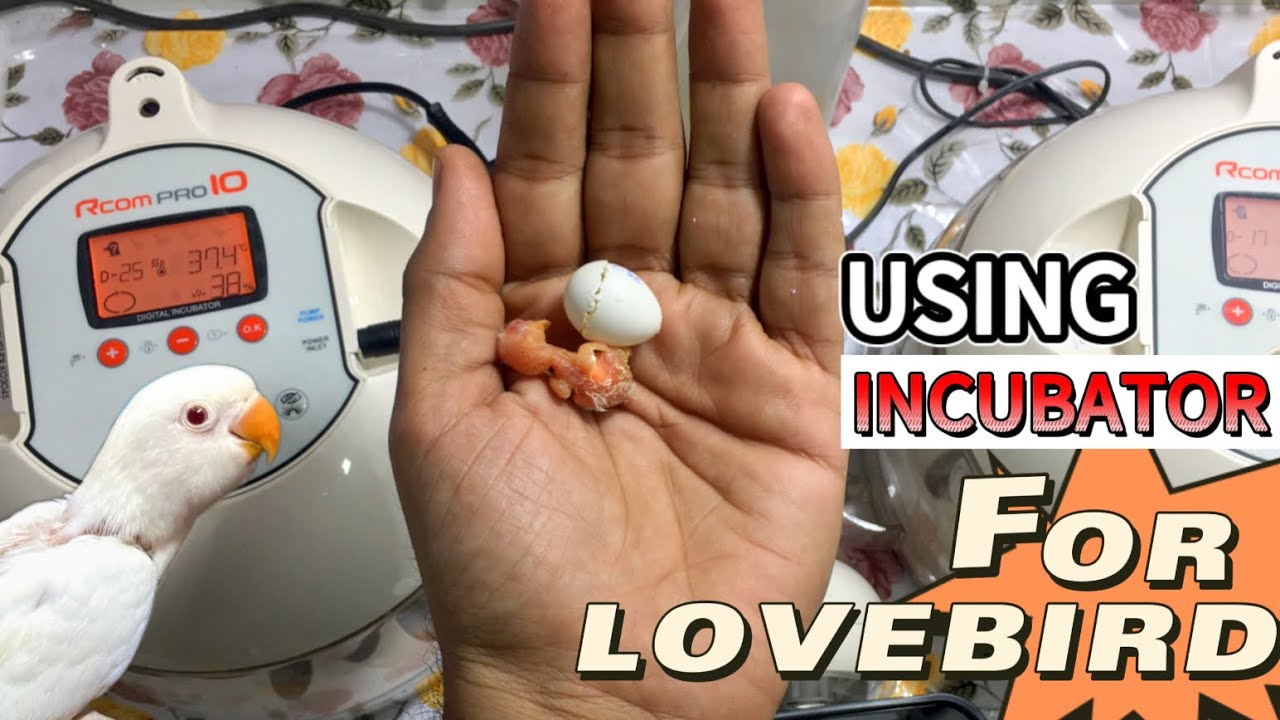 WHY AM I USING INCUBATOR | WHY INCUBATOR IS IMPORTANT FOR PARROT EGG | HATCHING LOVEBIRD