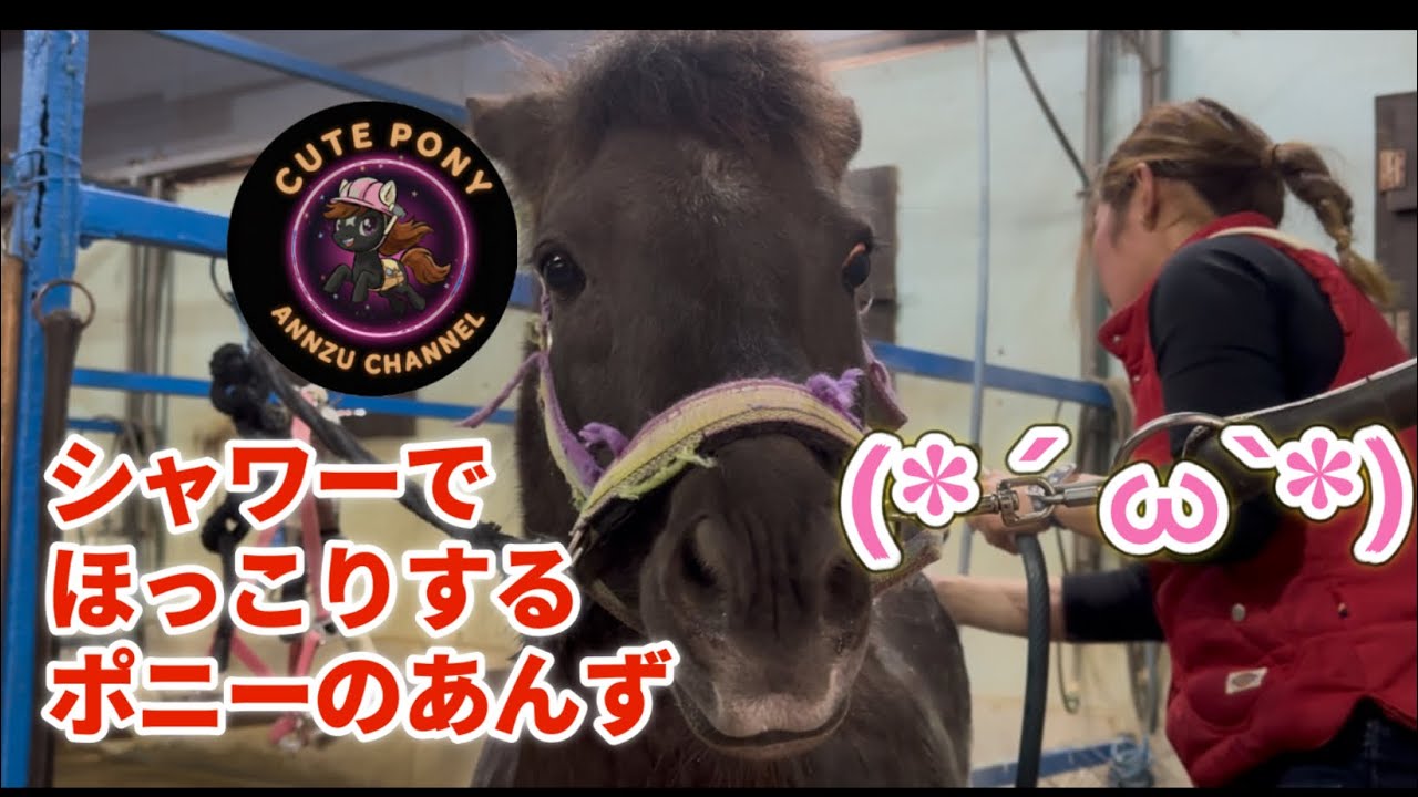 シャワーが気持ち良くてほっこりするポニーのあんずちゃん