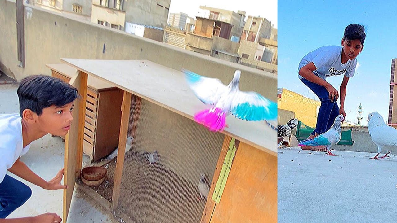 Palti Maar Kabootar Khul Gaya 😡 Arman Birds 🐦 Vlog