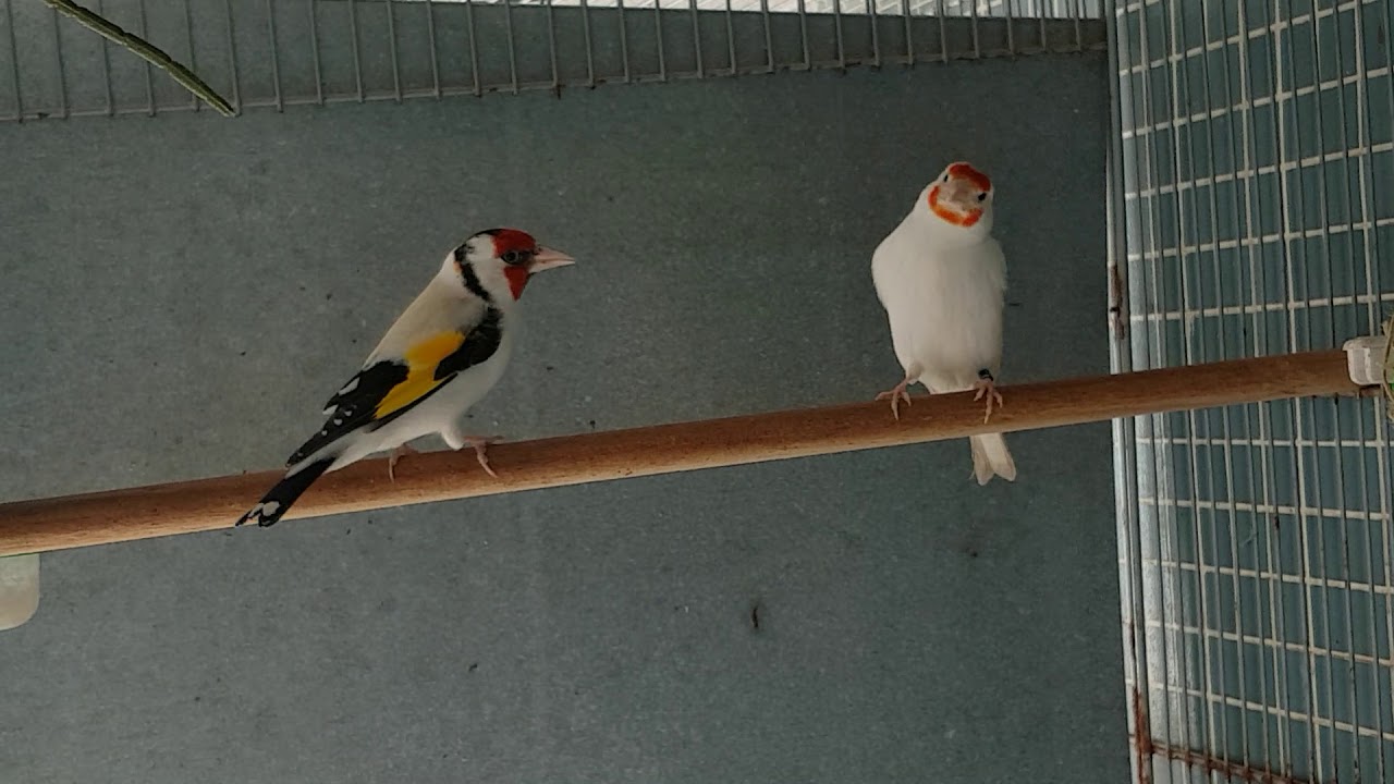 Carduelis major,pintassilgos major , jilgueros mayor