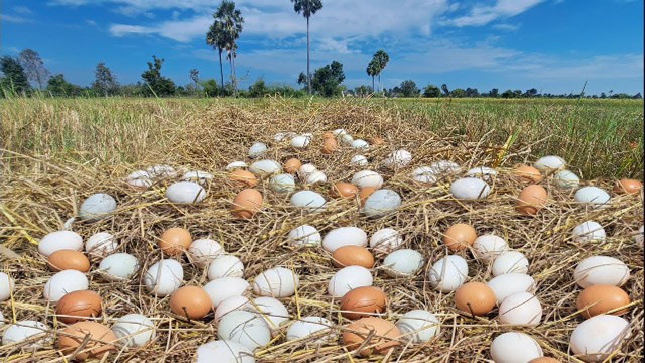 Wow wow! Pick lots of duck eggs near the water's edge, picking the best ones by hand.