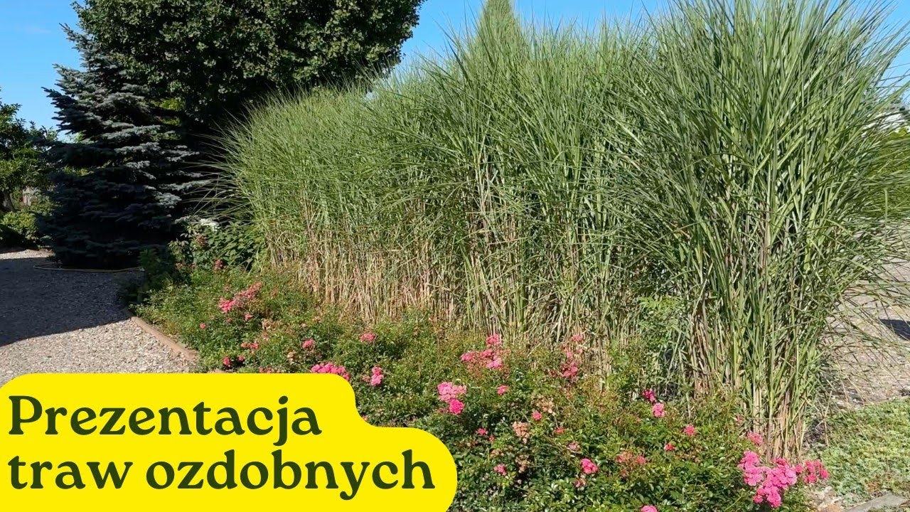 Zobacz kiedy trawy ozdobne mają najmocniejszy kolor kwitnienia! Prezentacja zimujących odmian traw 🌾