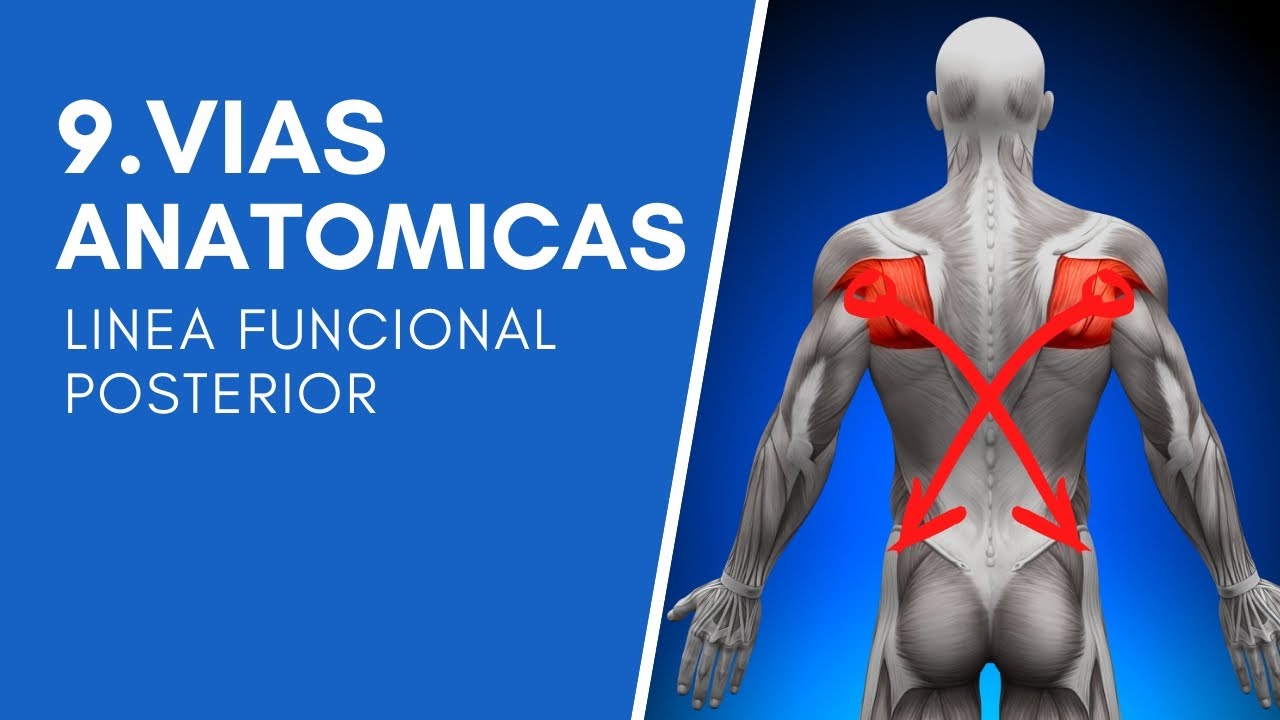 9/12. Vías anatómicas del ANATOMY TRAINS. Vía FUNCIONAL posterior.